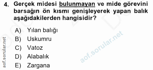 4. soru: Gerçek midesi bulunmayan ve mide görevini barsağın ön kısmı genişleyerek yapan balık aşağıdakilerden hangisidir? A) Y…