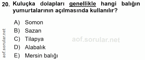20. soru: Kuluçka dolapları genellikle hangi balığın yumurtalarının açılmasında kullanılır? A) Somon rular.net B) Sazan C) Tila…