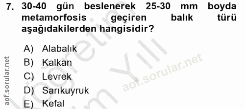 7. soru: 30-40 gün beslenerek 25-30 mm boyda metamorfosis geçiren balık türü aşağıdakilerden hangisidir? A) Alabalık B) Kalkan…
