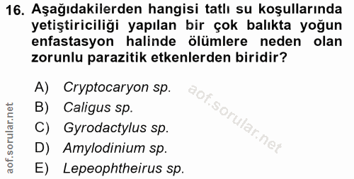 16. soru: Aşağıdakilerden hangisi tatlı su koşullarında yetiştiriciliği yapılan bir çok balıkta yoğun enfastasyon halinde ölüml…