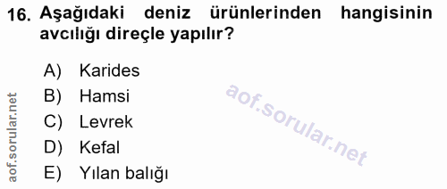 16. soru: Aşağıdaki deniz ürünlerinden hangisinin avciliğı direçle yapılır? A) Karides B) Hamsi Levrek D) Kefal E) Yılan balığı