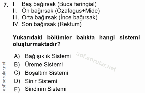 7. soru: 1. Baş bağırsak (Buca taringial) II. On bağırsak (Ozafagus+Mide) III. Orta bağırsak (Ince bağırsak) IV. Son bağırsak…
