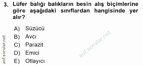 3. soru: Lüfer balığı balıkların besin alış biçimlerine göre aşağıdaki sınıflardan hangisinde yer alır? A) Süzücü B) Avcı C) P…