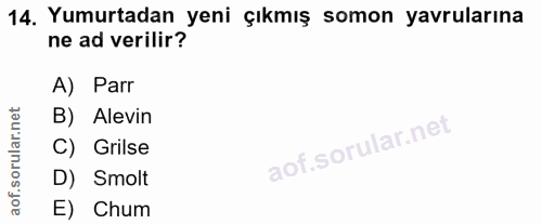 14. soru: Yumurtadan yeni çıkmış somon yavrularına ne ad verilir? A) Parr corillar nel B) Alevin C) Grilse D) Smolt aof. E) Chum