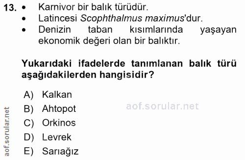 13. soru: • Karnivor bir balık türüdür. Latincesi Scophthalmus maximus'dur. Denizin taban kısımlarında yaşayan ekonomik değeri…
