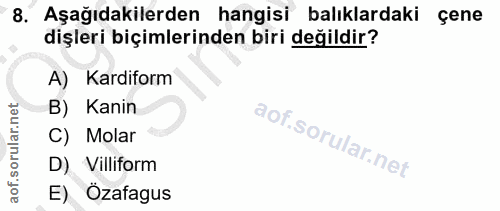 8. soru: Aşağıdakilerden hangisi balıklardaki çene dişleri biçimlerinden biri değildir? A) Kardiform B) Kanin C) Molar D) Vill…