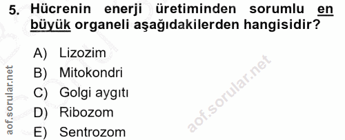 5. soru: Hücrenin enerji üretiminden sorumlu en büyük organeli aşağıdakilerden hangisidir? A) Lizozim B) Mitokondri C) Golgi a…