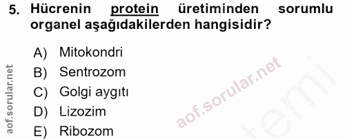 5. soru: Hücrenin protein üretiminden sorumlu organel aşağıdakilerden hangisidir? A) Mitokondri B) Sentrozom C) Golgi aygıtı D…
