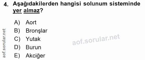 4. soru: Aşağıdakilerden hangisi solunum sisteminde yer almaz? A) Aort B) Bronşlar C) Yutak D) Burun E) Akciğer