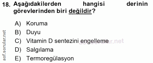 18. soru: Aşağıdakilerden hangisi derinin görevlerinden biri değildir? A) Koruma rular.net B) Duyu C) Vitamin D sentezini engel…
