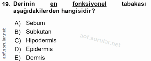 19. soru: Derinin en fonksiyonel tabakası aşağıdakilerden hangisidir? A) Sebum B) Subkutan C) Hipodermis D) Epidermis E) Dermis