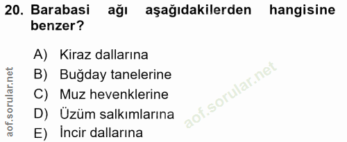 20. soru: Barabasi ağı aşağıdakilerden hangisine benzer? A) Kiraz dallarına B) Buğday tanelerine C) Muz hevenklerine D) Üzüm sa…