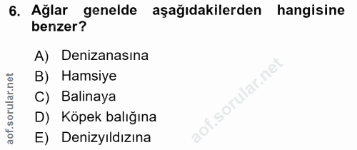 6. soru: Ağlar genelde aşağıdakilerden hangisine benzer? A) Denizanasına rular.net B) Hamsiye C) Balinaya D) Köpek balığına ao…